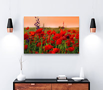 Obraz vlčích makov zs1172